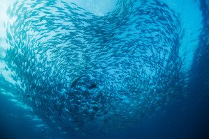 Fish high in mercury
