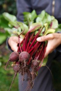 Beetroot nitric oxide helps blood pressure