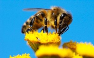 bees make honey from nectar