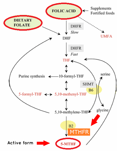 folic-acid-metabolism