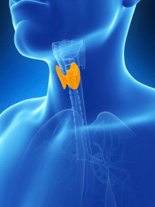 What is an underactive thyroid (hypothyroidism)?