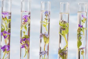 What are essential oils and aromatherapy?