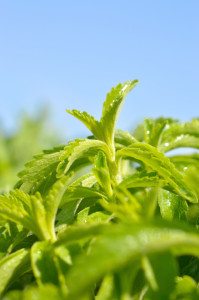 Stevia may be a food to lower blood pressure over the long-term