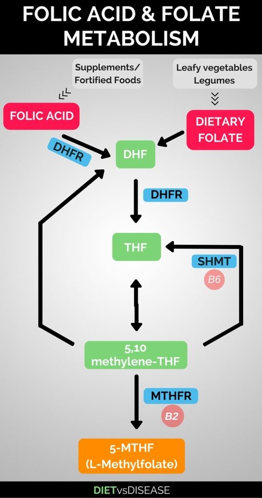 L-Methylfolate (5-MTHF) has emerged as a popular alternative to folic acid. This article covers what you need to know about it, but explained in human terms.