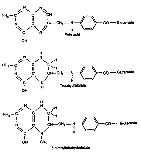 folic acid, tetrahydrofolate and 5-MTHF structure