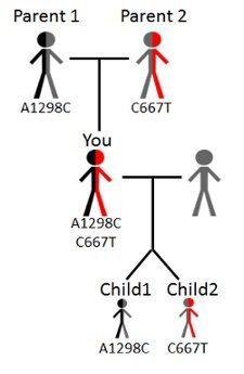 What is MTHFR C677T and MTHFR A1298C?