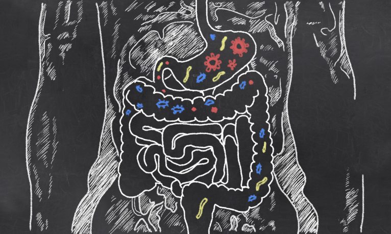 What are gut bacteria?