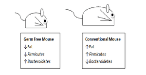 mice bacteroidetes and firmicutes