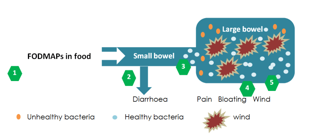 FODMAPS in the bowel