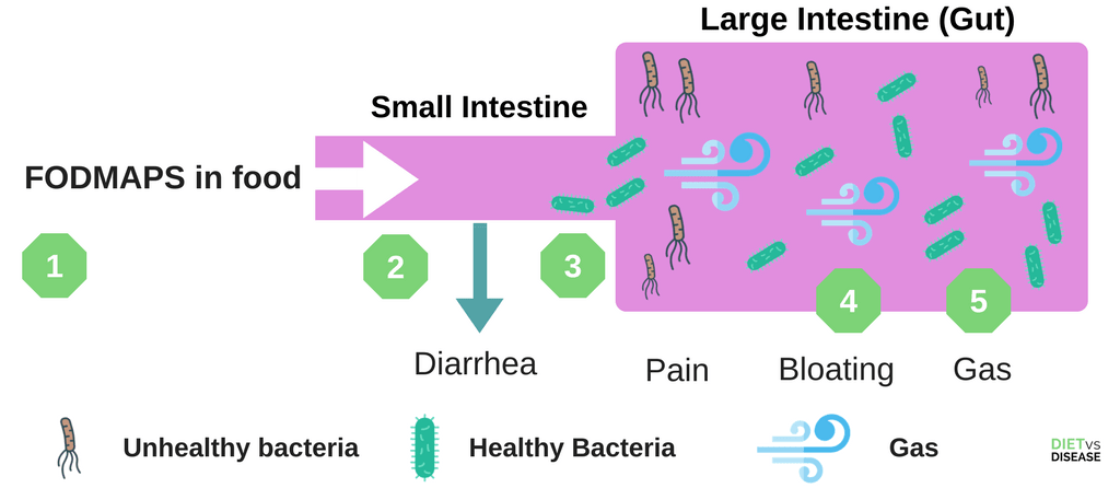 FODMAPS reaction in the gut illustration (1)