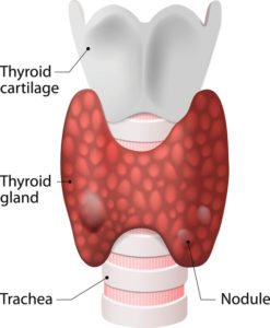 What is the thyroid gland