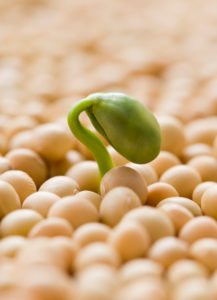 PCOS and soy foods