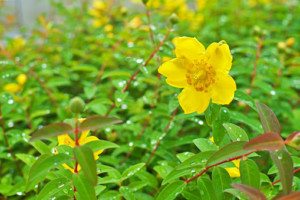 St. John’s Wort (Hypericum Perforatum) and Depression