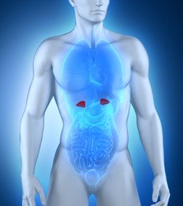 What-is-Adrenal-Fatigue-and-the-Function-of-Adrenal-Glands