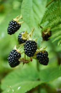 blackberries