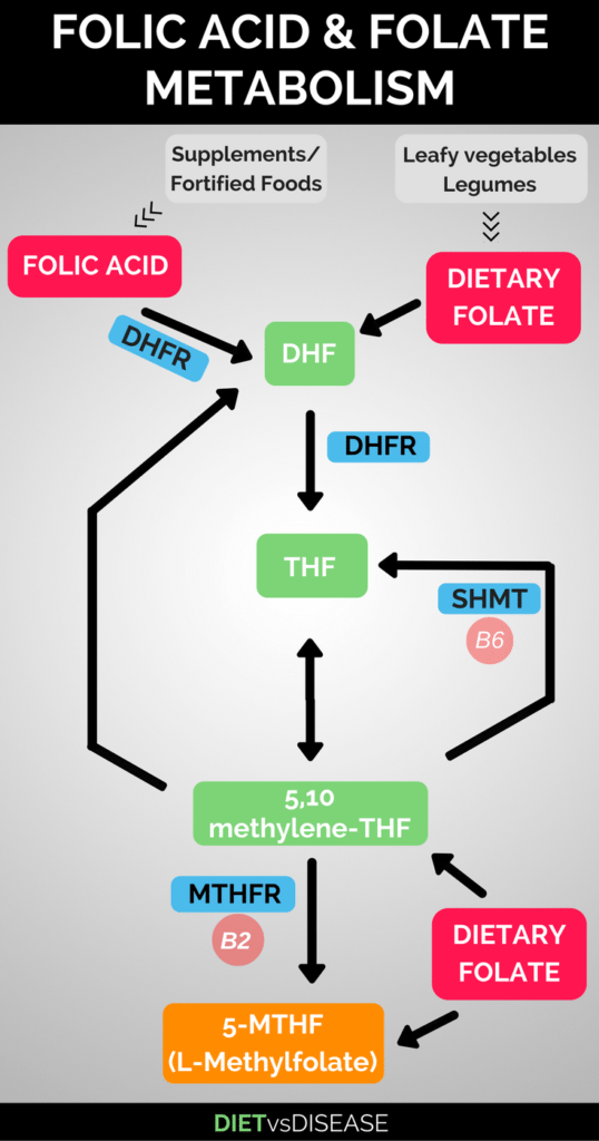 folic acid vs folate metabolism and methylation