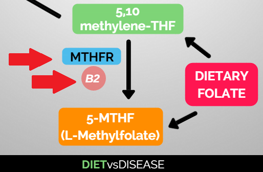 mthfr-enzyme-and-vitamin-b2-for-methylation