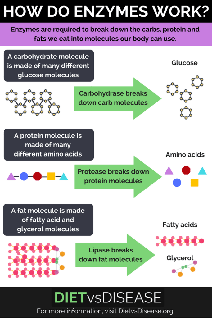 how-do-enzymes-work