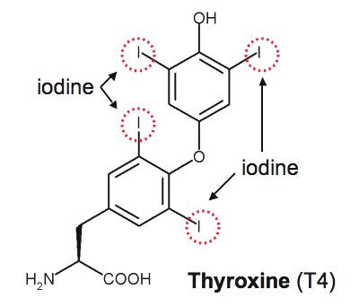 thyroxine molecle showing iodine