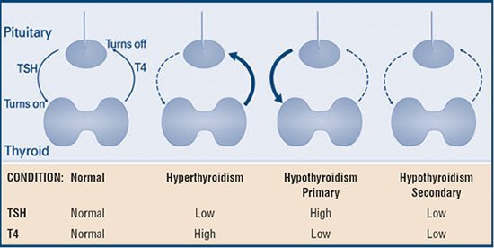 tsh and t4 relationship with thyroid health