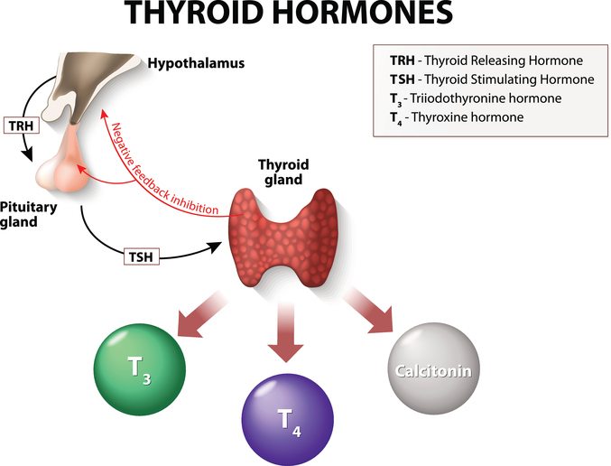 thyroid hormones T3 and T4