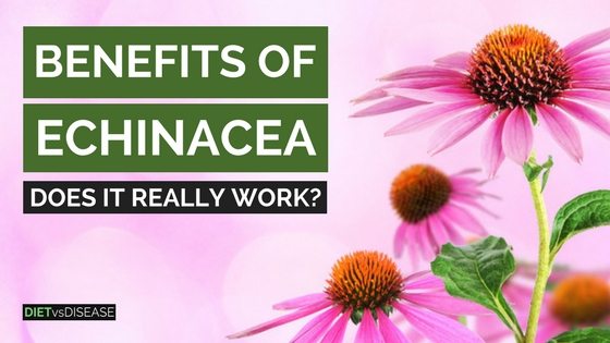 Benefits of Echinace Does It Really Work