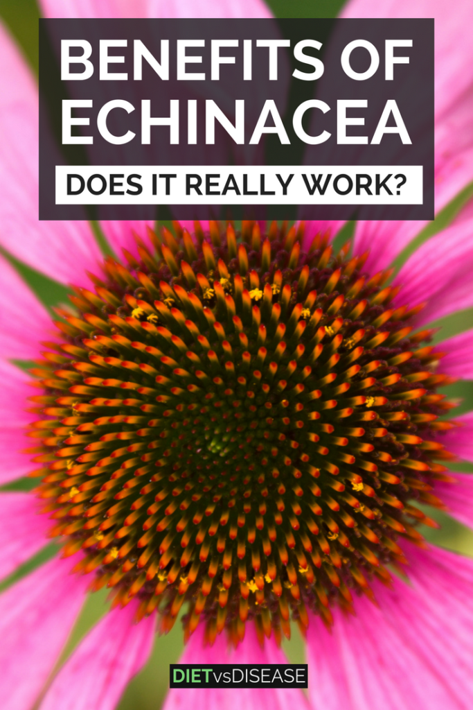 Echinacea is a popular supplement for preventing and treating the common cold... but does it work? This article reviews the known benefits of echinacea: https://www.dietvsdisease.org/benefits-of-echinacea/