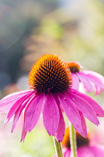 What Is Echinacea