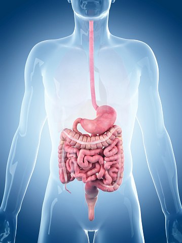 digestive tract