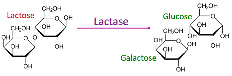 What is Lactose?