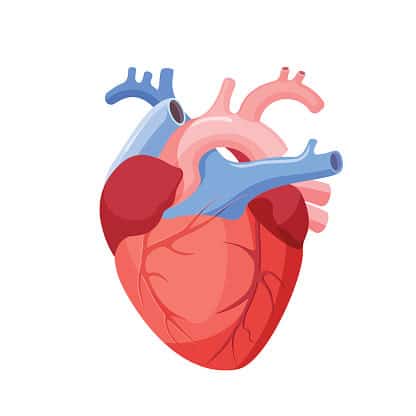 L-Arginine for Blood Pressure and Heart Disease