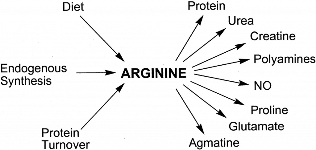 What is L-Arginine and What Does It Do?