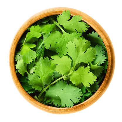 Cilantro (Coriander)