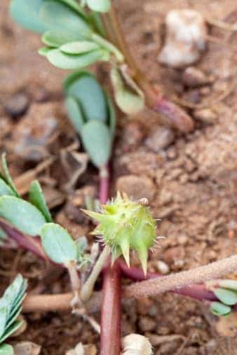 Tribulus terrestris