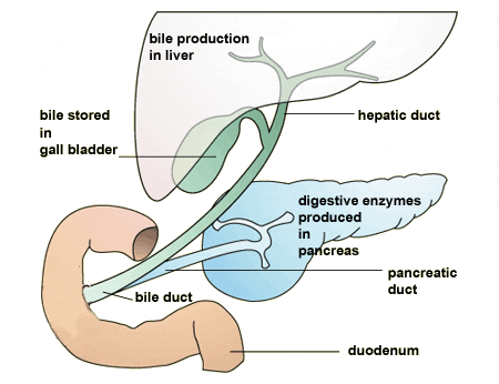 What Does The Gallbladder Do?