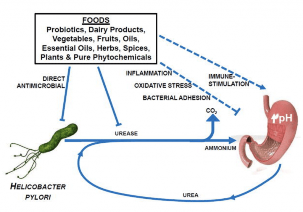 Diet Changes and Alternative Treatments for H. pylori