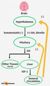 IGF-1: Miracle Hormone or Health Hazard? | Diet vs Disease