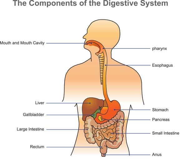 The human digestive system