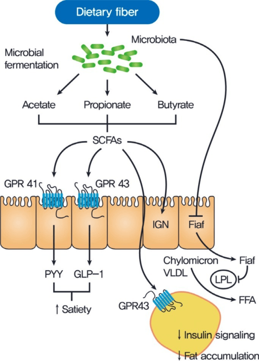 Prebiotic Fiber