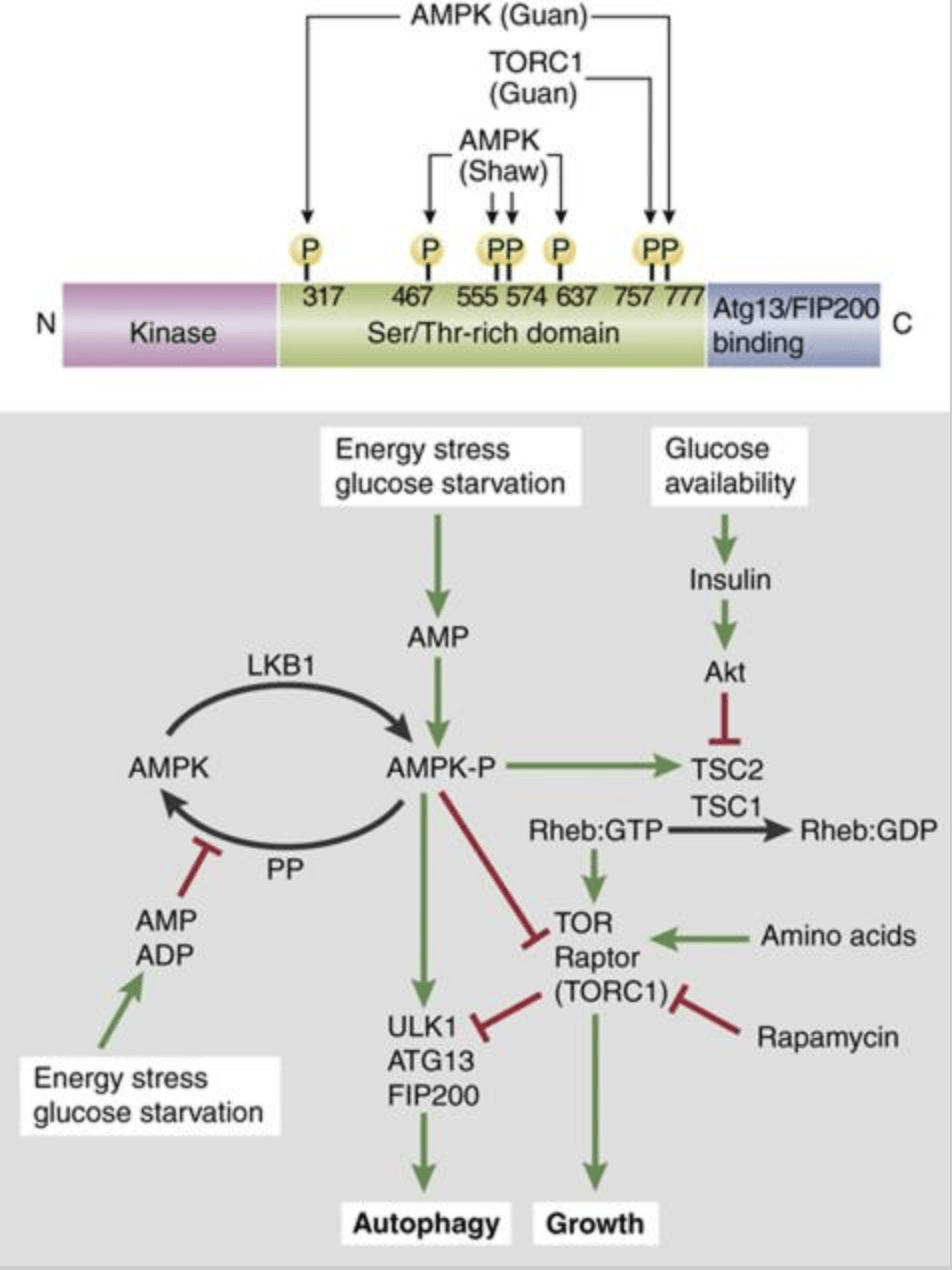 How Autophagy Works in the Body