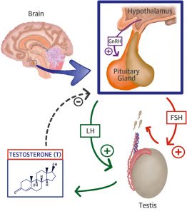 How Testosterone Works in Men