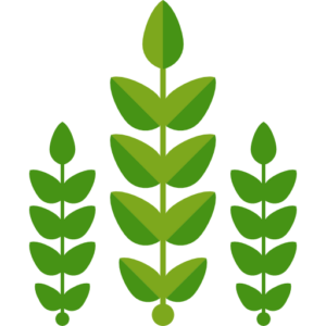 5. Rhodiola Rosea