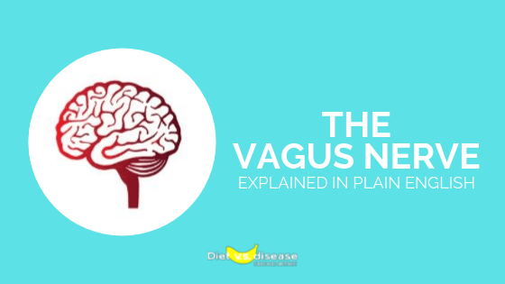 The Vagus Nerve Explained in Plain English