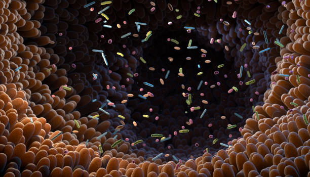 Image of a dietitian holding a stack of papers in hand which are test results. Intestinal bacteria. Microbiome. Gut microbiome helps control intestinal digestion and the immune system. Probiotics are beneficial bacteria used to help the growth of healthy gut flora. 3d illustration.