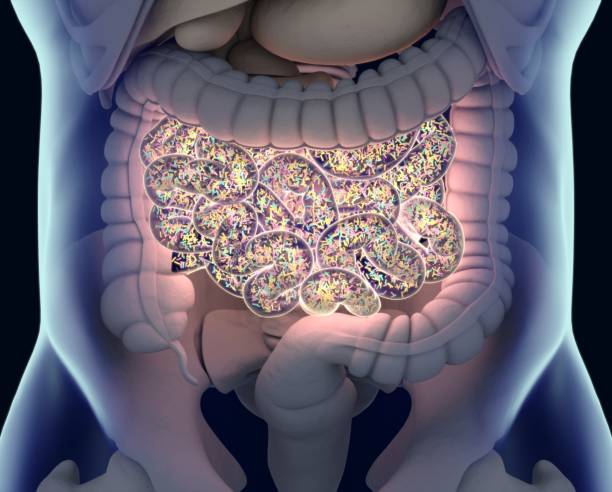 Image of a dietitian holding a stack of papers in hand which are test results. Gut bacteria , gut flora, microbiome. Bacteria inside the small intestine, concept, representation. 3D illustration. Gut bacteria , gut flora, microbiome. Bacteria inside the small intestine, concept, representation. 3D illustration.