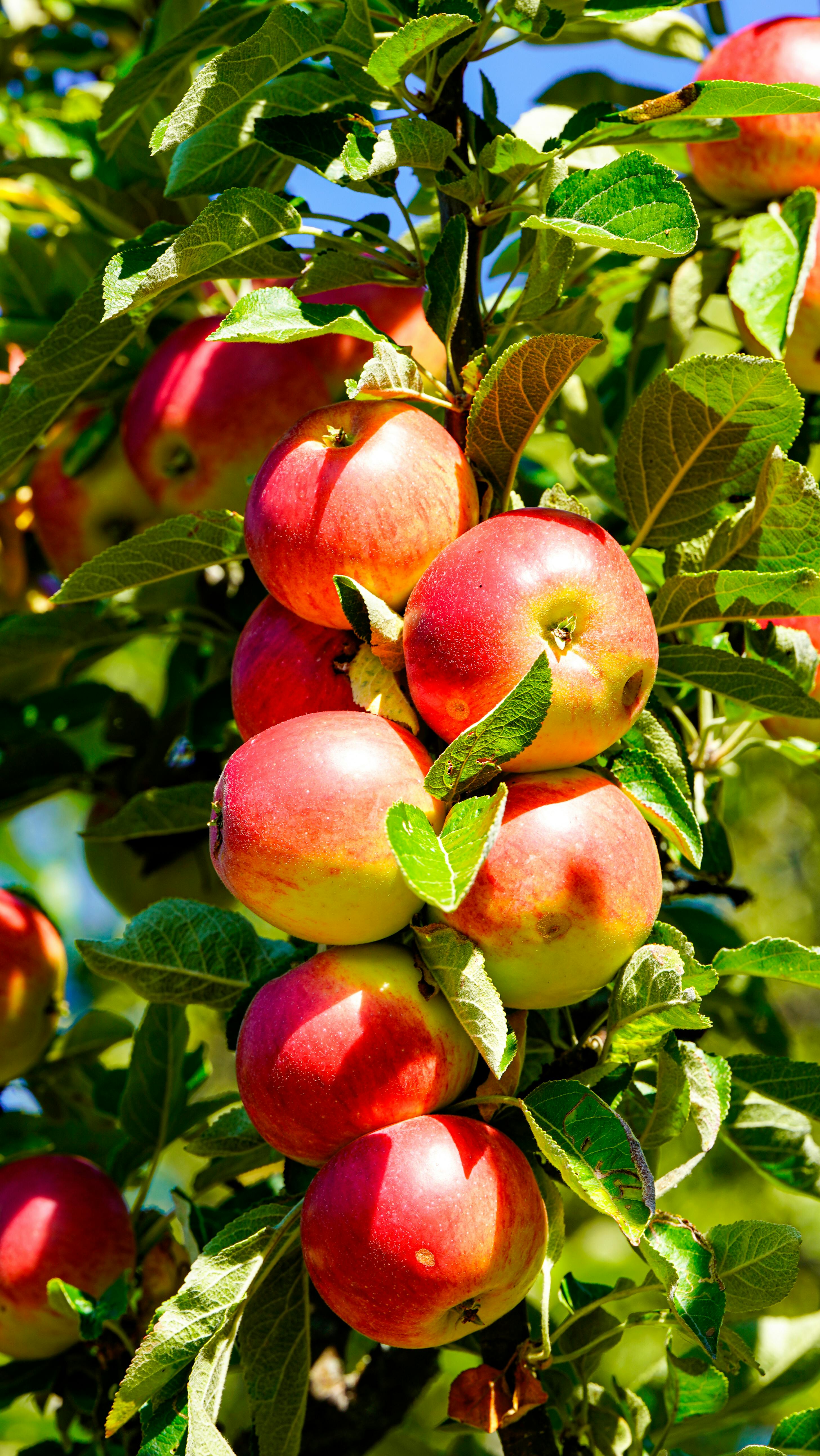 apples on a tree high in FODMAPs